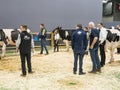 Cows parade with farmers at the annual international agriculture meeting at Paris, France Royalty Free Stock Photo