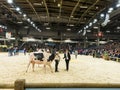 Cows parade with farmers at the annual international agriculture meeting at Paris, France Royalty Free Stock Photo