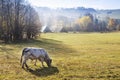 Cows on pasturage, ecological farm, Jeseniky mountains, Czech republic