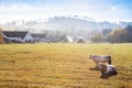 Cows on pasturage, ecological farm, Jeseniky mountains, Czech republic