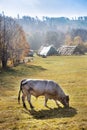 Cows on pasturage, ecological farm, Jeseniky mountains, Czech republic