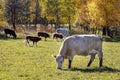 Cows on pasturage, ecological farm, Jeseniky mountains, Czech republic