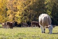 Cows on pasturage, ecological farm, Jeseniky mountains, Czech republic
