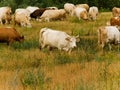 Cows pasture Royalty Free Stock Photo