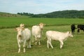 Cows in the pasture.