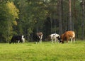 Cows on pasture