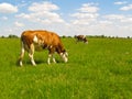 Cows on pasture. Royalty Free Stock Photo