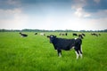 Cows on pasture