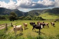 Cows on pasture Royalty Free Stock Photo