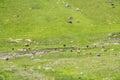 Cows in a pasture along mountain brook on high alps