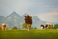 Cows pasture in Alps. Cows on alpine meadow in Switzerland. Cow pasture grass. Cow pasture green alpine meadow. Cow