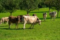 Cows pasture in Alps. Cows on alpine meadow in Switzerland. Cow pasture grass. Cow pasture green alpine meadow. Cow