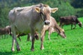 Cows pasture in Alps. Cows on alpine meadow in Switzerland. Cow pasture grass. Cow pasture green alpine meadow. Cow Royalty Free Stock Photo