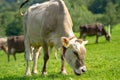 Cows pasture in Alps. Cows on alpine meadow in Switzerland. Cow pasture grass. Cow pasture green alpine meadow. Cow Royalty Free Stock Photo