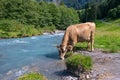 Cows pasture in Alps. Cows on alpine meadow in Switzerland. Cow pasture grass. Cow pasture green alpine meadow. Cow