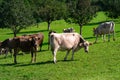 Cows on a pasture in Alps. Cows eating grass. Cows in grassy field. Dairy cows in the farm pastures. Brown cow pasturing Royalty Free Stock Photo