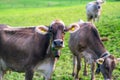 Cows on a pasture in Alps. Cows eating grass. Cows in grassy field. Dairy cows in the farm pastures. Brown cow pasturing Royalty Free Stock Photo