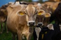 Cows on a pasture in Alps. Cows eating grass. Cows in grassy field. Dairy cows in the farm pastures. Brown cow pasturing Royalty Free Stock Photo