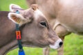 Cows on a pasture in Alps. Cows eating grass. Cows in grassy field. Dairy cows in the farm pastures. Brown cow pasturing Royalty Free Stock Photo