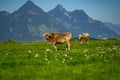 Cows on a pasture in Alps. Cows eating grass. Cows in grassy field. Dairy cows in the farm pastures. Brown cow pasturing Royalty Free Stock Photo