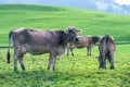 Cows on a pasture in Alps. Cows eating grass. Cows in grassy field. Dairy cows in the farm pastures. Brown cow pasturing Royalty Free Stock Photo