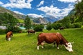 Cows on the pasture as small lake and mountains in background in Italy Royalty Free Stock Photo