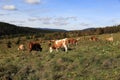 Cows on pasture, autumn scenery in the Sumava Mountains, Stodulky, Czech Republic