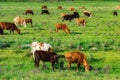 Cows on a pasture Royalty Free Stock Photo