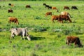 Cows on a pasture Royalty Free Stock Photo