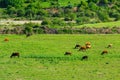 Cows on a pasture Royalty Free Stock Photo