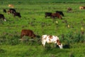 Cows on a pasture Royalty Free Stock Photo