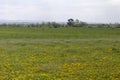 A herd of cows graze in a pasture with a mass of common dandelion in the foreground. Pasture, cows, rural landscape, agricultural Royalty Free Stock Photo