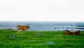 Cows on pasture Royalty Free Stock Photo