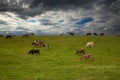 cows in the pasture