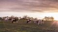 Cows Pasture Farmland at sunset Royalty Free Stock Photo