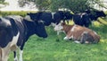 Cows on pasture in field. Cows taking rest on the field Royalty Free Stock Photo