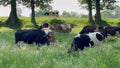 Cows on pasture in field. Cows taking rest on the field Royalty Free Stock Photo