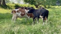 Cows on pasture in field. Cows taking rest on the field Royalty Free Stock Photo