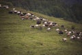 Cows pasture on grass in Alpine mountains. cows on pasture