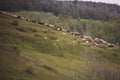 Cows pasture on grass in Alpine mountains. Healthy food farming concept. Royalty Free Stock Photo