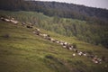 Cows pasture on grass in Alpine mountains. Healthy food farming concept. Royalty Free Stock Photo