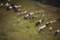 Cows pasture on grass in Alpine mountains. mountain landscape with caws on pasture Royalty Free Stock Photo