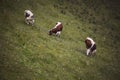 mountain landscape with caws on pasture. Healthy food farming concept. Royalty Free Stock Photo