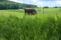 Cows in the pasture, Grass in focus in front and background with cows out of focus Royalty Free Stock Photo
