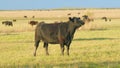 Cows at pasture. Green field background with animal eating grass. Static view.