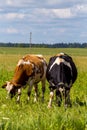 Cows pasture in green meadow Royalty Free Stock Photo