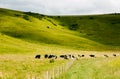 Cows pasture in green valey Royalty Free Stock Photo