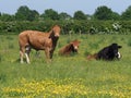 Cows in Pasture Royalty Free Stock Photo