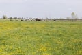 A herd of cows graze in a pasture with a mass of common dandelion in the foreground. Pasture, cows, rural landscape, agricultural Royalty Free Stock Photo