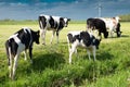 Cows on pasture in Holland, species appropriate animal husbandry in the Netherlands, farmland meadow Royalty Free Stock Photo